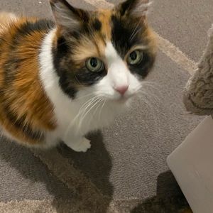 Meet your Posher, Bella